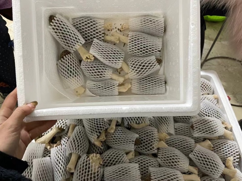 2022年羊肚菌鲜货羊肚菌