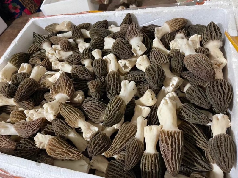 2022年羊肚菌鲜货羊肚菌