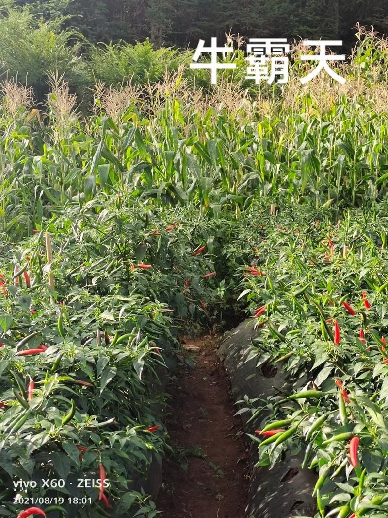 牛霸天朝天椒种子，杂交种，抗病能力超强10-12公分左右