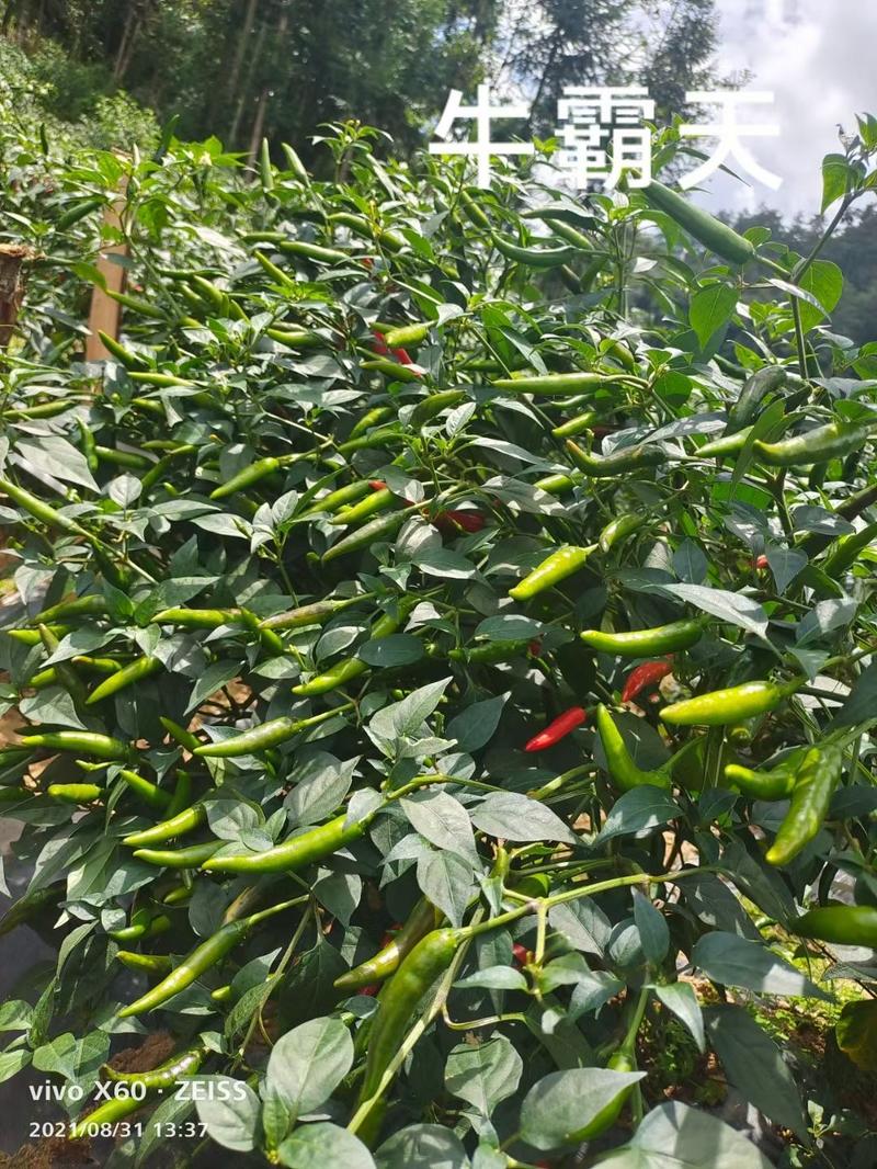 牛霸天朝天椒种子，杂交种，抗病能力超强10-12公分左右