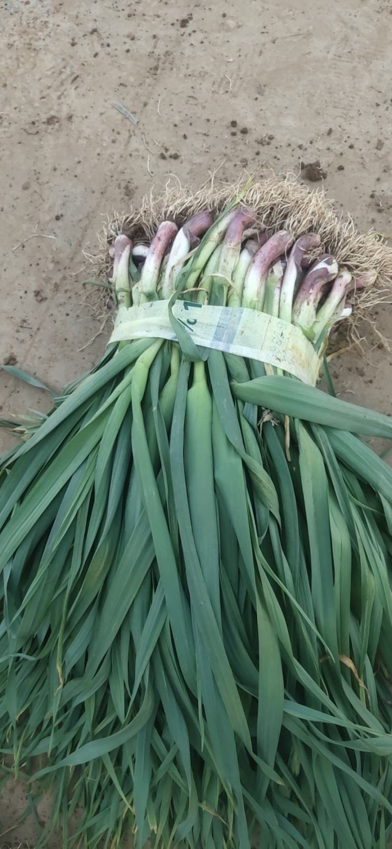 湖北当阳蒜苗大量上市