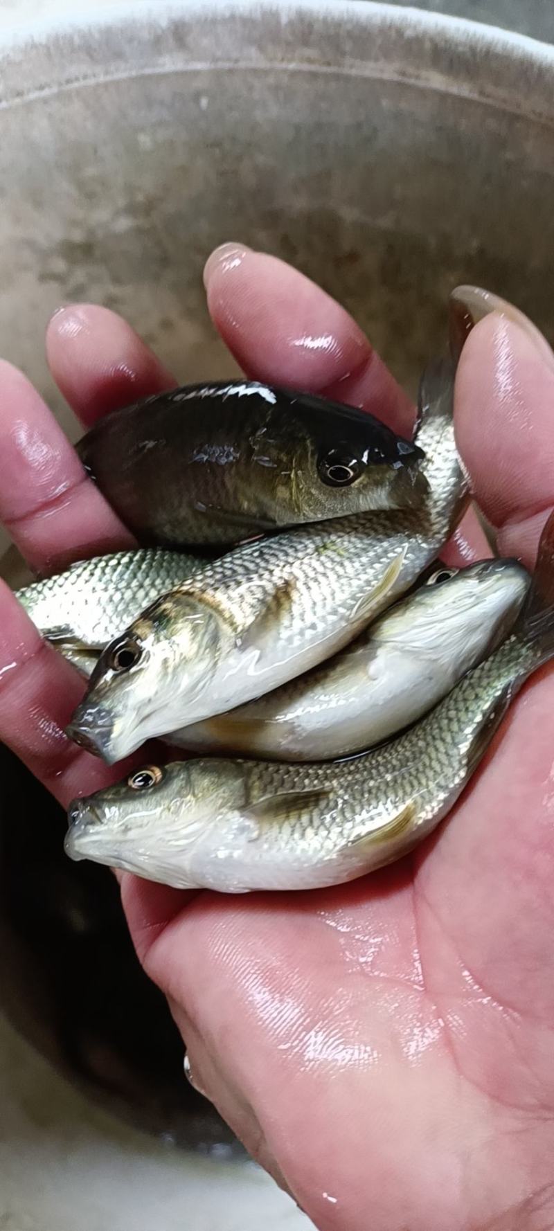 场地直销大量供应，鲤鱼苗，金背鲤鱼，禾花鲤鱼，全国各地。