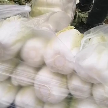 娃娃菜大量上中,毛菜淨菜精品娃娃菜大量有货