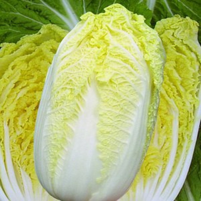 黄心白菜，砀山基地直供，货源充足，走货量大，代发全国