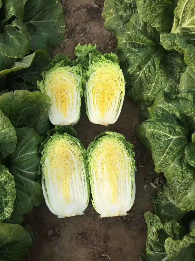 黄心白菜，砀山基地直供，货源充足，走货量大，代发全国