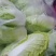 娃娃菜大量上中,毛菜淨菜精品娃娃菜大量有货