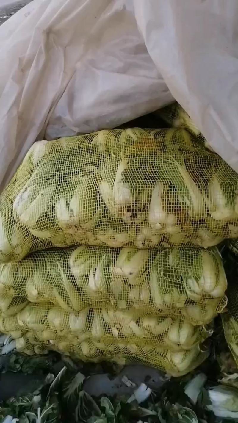 娃娃菜大量上中，毛菜淨菜精品娃娃菜大量有货