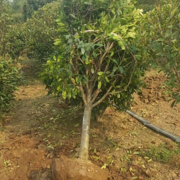 独杆红叶石楠绿化风景树苗5~15公分价格红叶石楠球批发