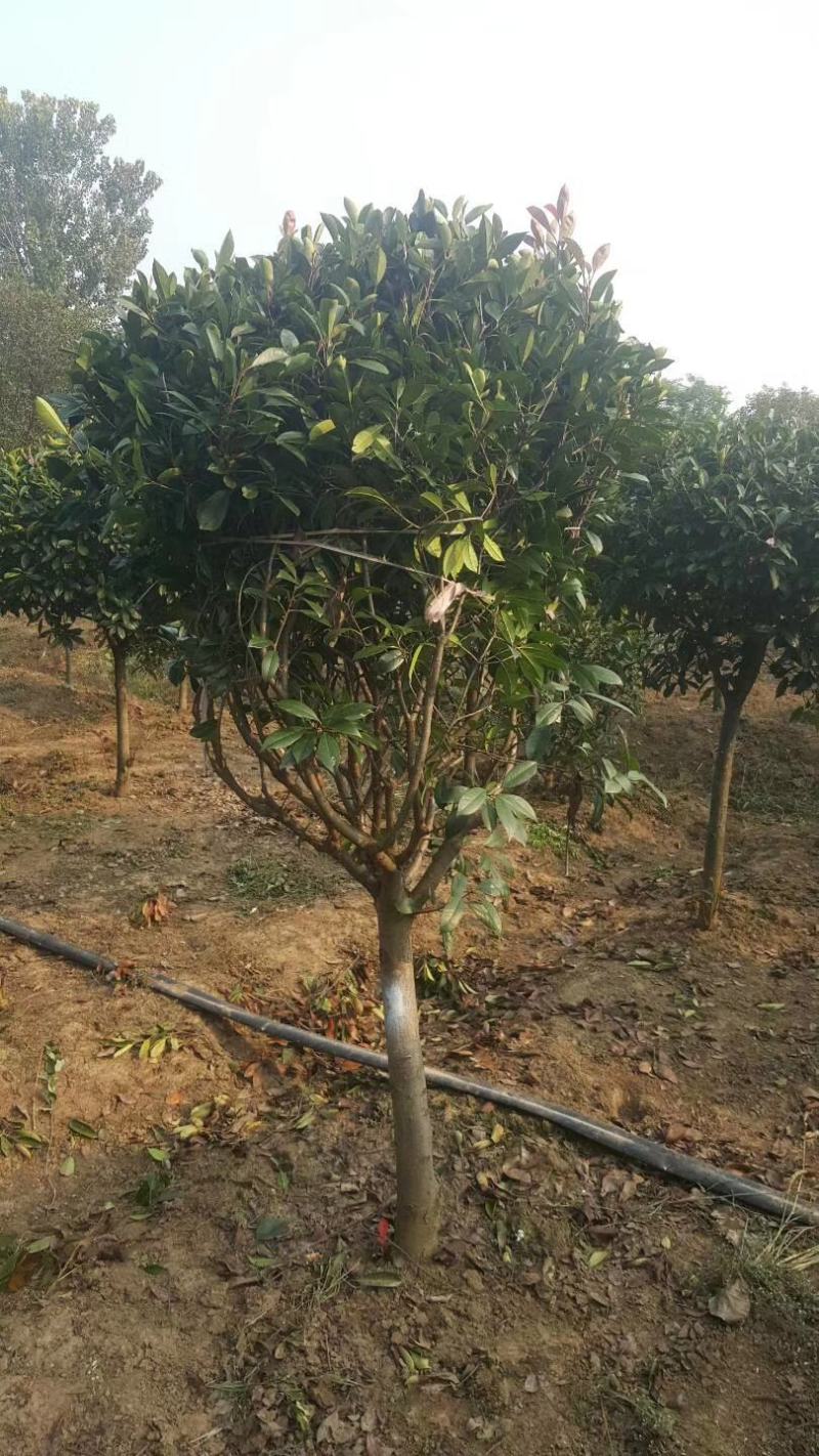 独杆红叶石楠绿化风景树苗5~15公分价格红叶石楠球批发