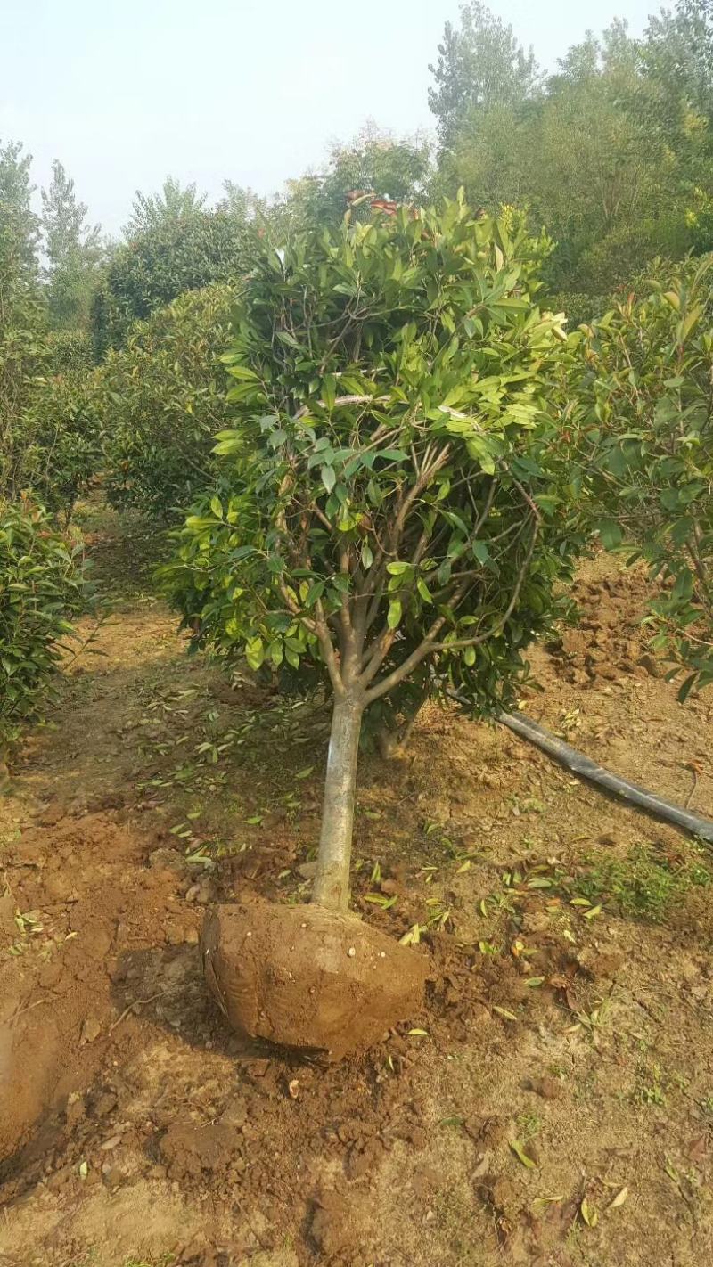 独杆红叶石楠绿化风景树苗5~15公分价格红叶石楠球批发