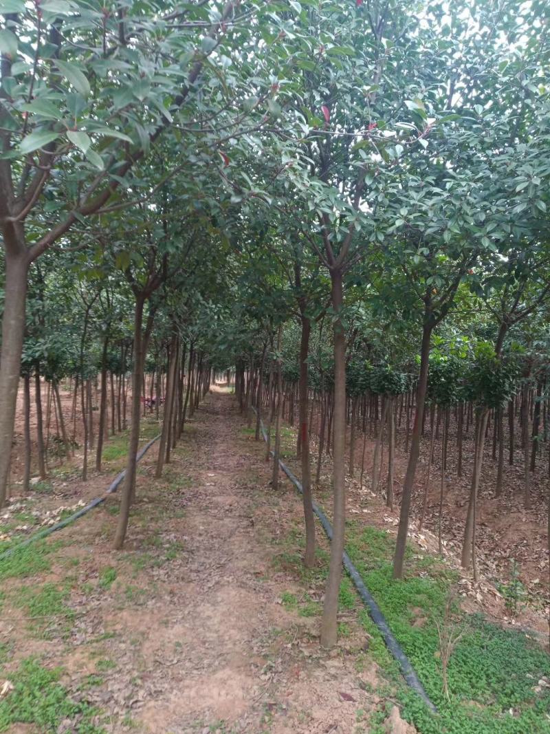 独杆红叶石楠绿化风景树苗5~15公分价格红叶石楠球批发