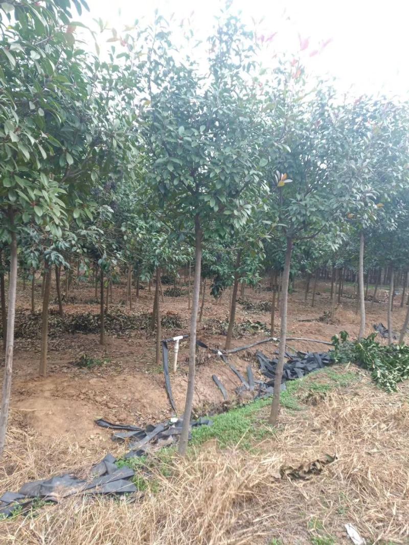 独杆红叶石楠绿化风景树苗5~15公分价格红叶石楠球批发