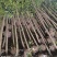 高杆红叶石楠树苗绿化行道树3~15公分价格红叶石楠基地