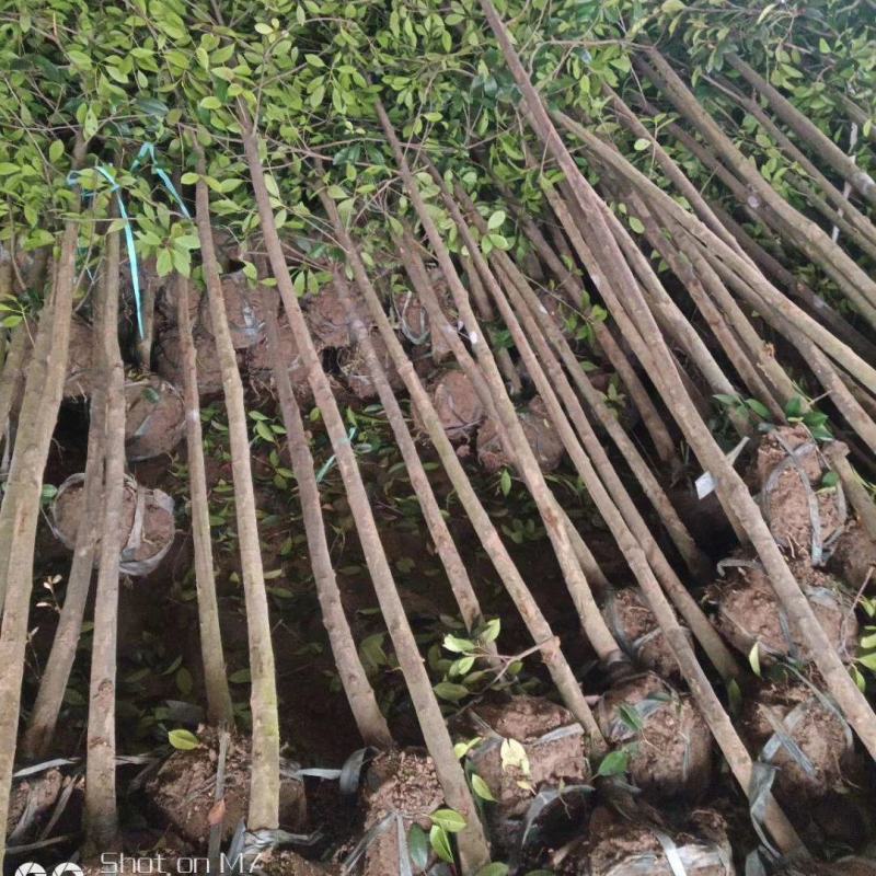 高杆红叶石楠树苗绿化行道树3~15公分价格红叶石楠基地