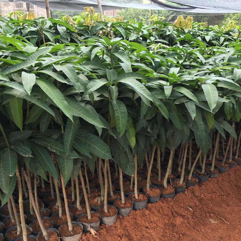 芒果苗基地批发各种芒果苗杯苗