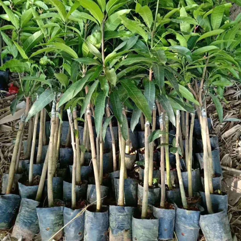 芒果苗基地批发各种芒果苗杯苗