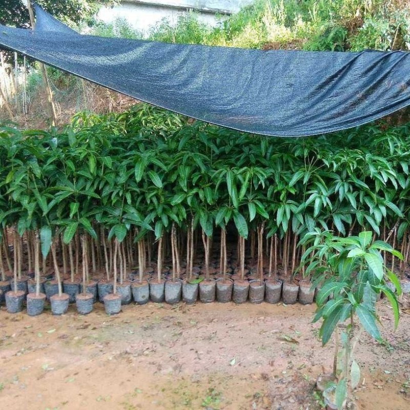 芒果苗基地批发各种芒果苗杯苗