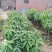 芒果苗基地批发各种芒果苗杯苗