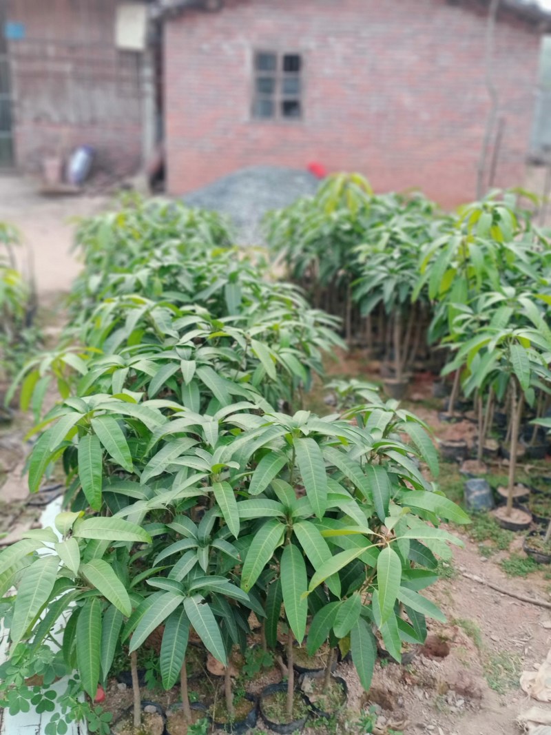 芒果苗基地批发各种芒果苗杯苗