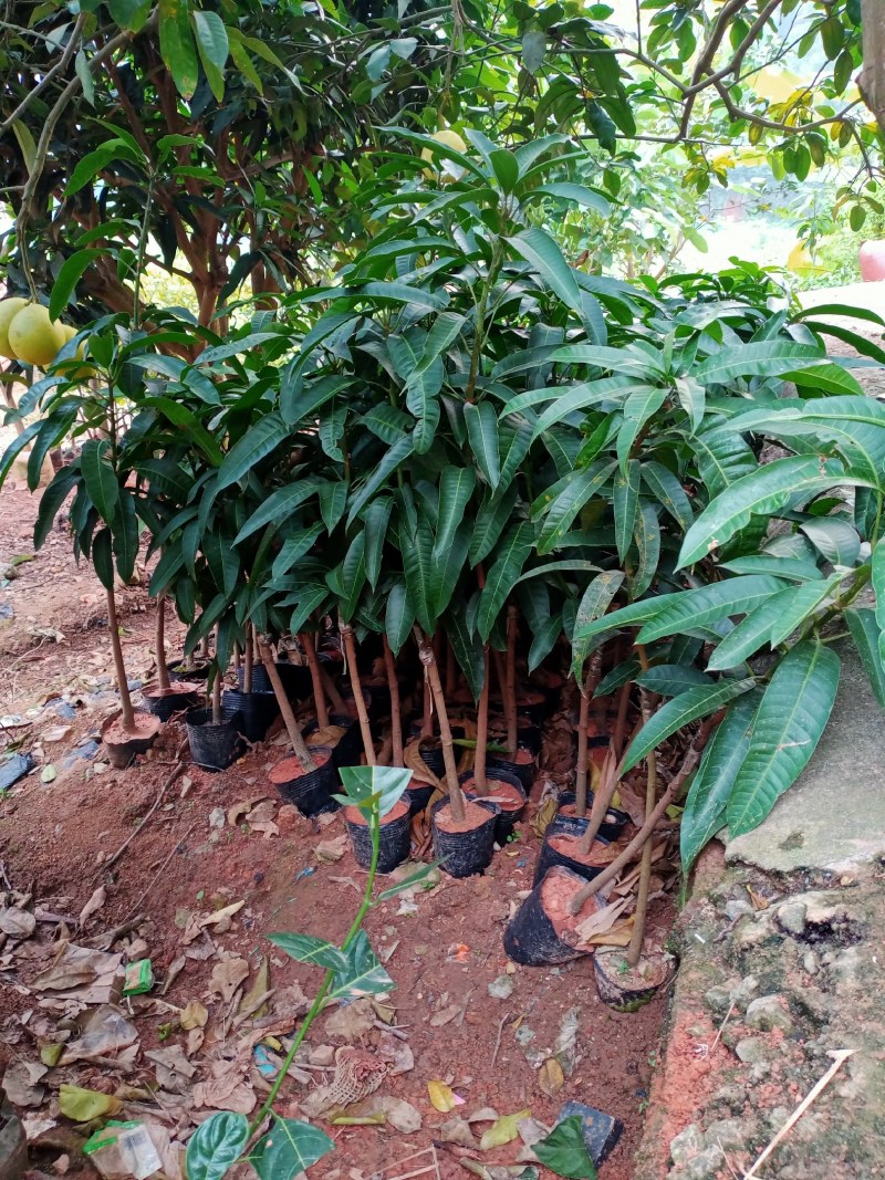 芒果苗基地批发各种芒果苗杯苗