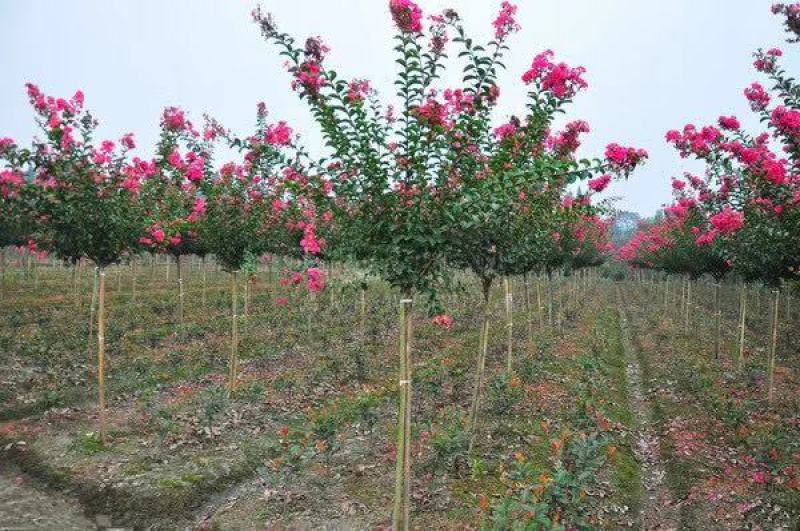 紫薇小苗2/3/4/5/6公分价格红火箭百日红紫薇树苗
