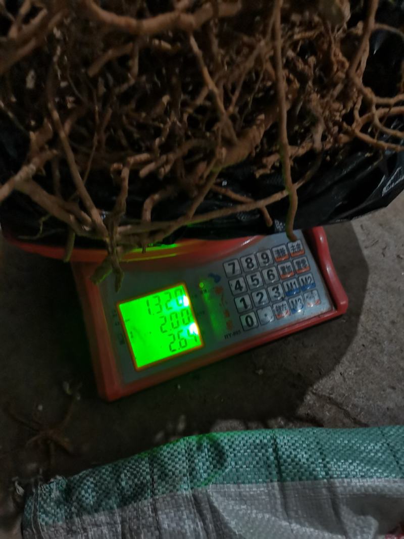 优质通草根，产地直供，货源充足，量大丛优，全国代发
