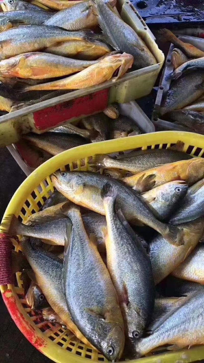 新鲜大黄花鱼开始入库速冻非常漂亮一斤左右条需要的老板联系