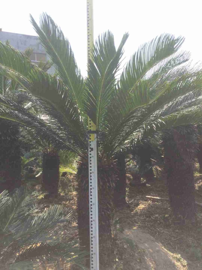 铁树苏铁盆景漳州铁树种植基地各种规格大量现货低价批发
