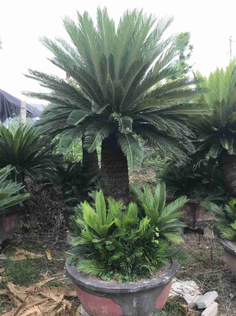 铁树苏铁盆景漳州铁树种植基地各种规格大量现货低价批发