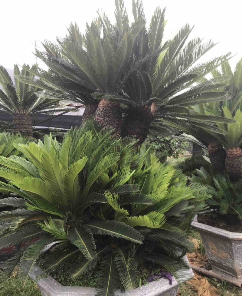 铁树苏铁盆景漳州铁树种植基地各种规格大量现货低价批发