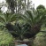 铁树苏铁盆景漳州铁树种植基地各种规格大量现货低价批发