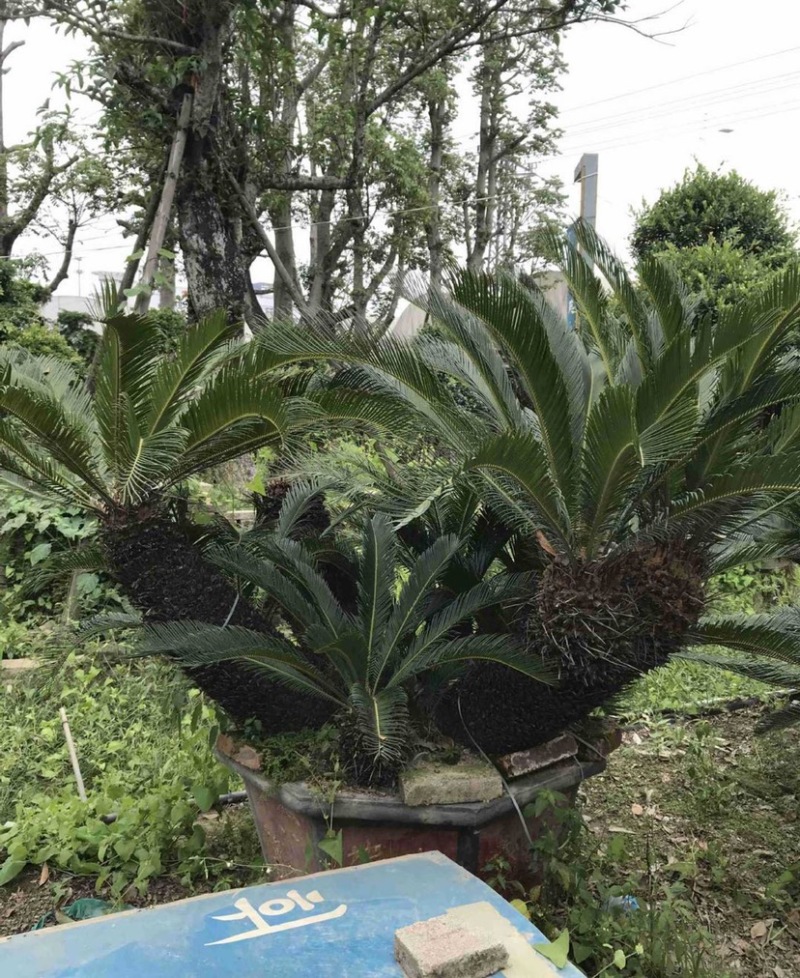 铁树苏铁盆景漳州铁树种植基地各种规格大量现货低价批发