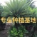 铁树苏铁盆景漳州铁树种植基地各种规格大量现货低价批发