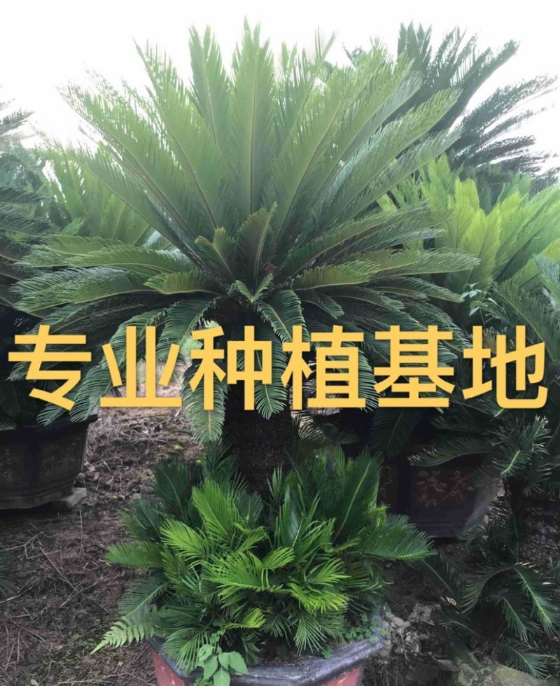 铁树苏铁盆景漳州铁树种植基地各种规格大量现货低价批发