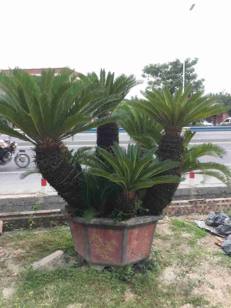 铁树苏铁盆景漳州铁树种植基地各种规格大量现货低价批发