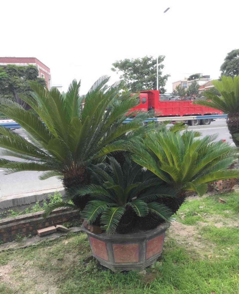 铁树苏铁盆景漳州铁树种植基地各种规格大量现货低价批发