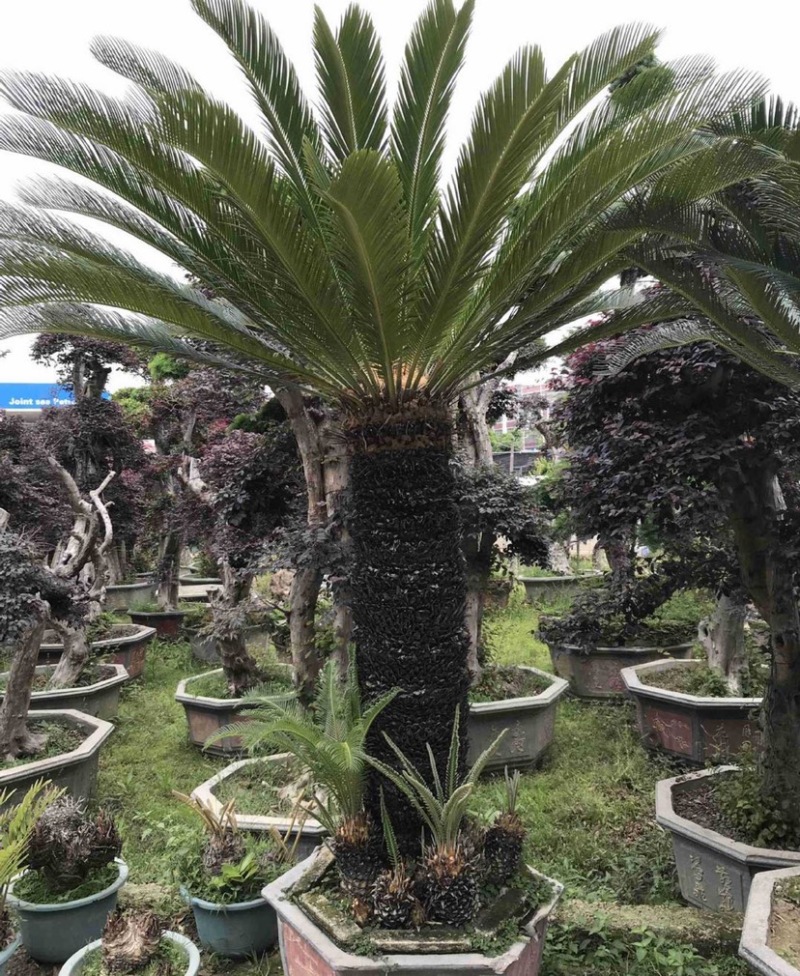 铁树苏铁盆景漳州铁树种植基地各种规格大量现货低价批发