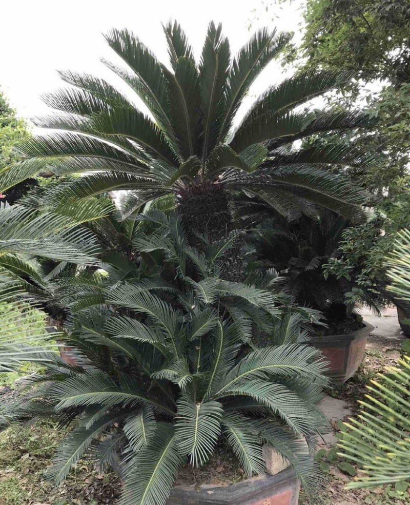 铁树苏铁盆景漳州铁树种植基地各种规格大量现货低价批发