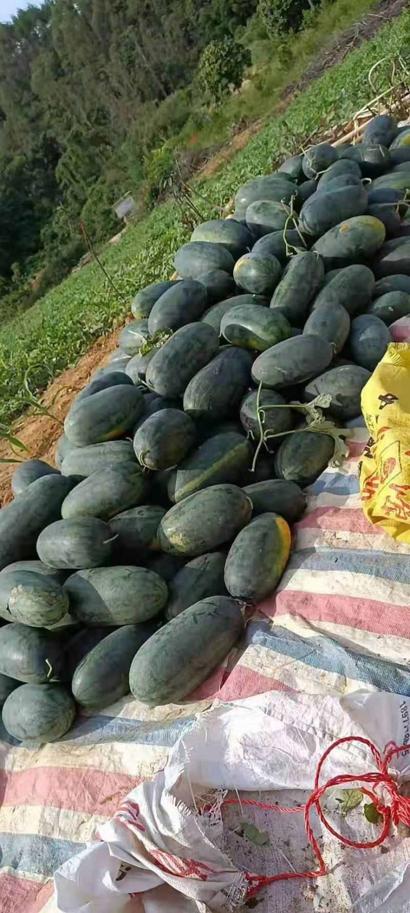 黑美人