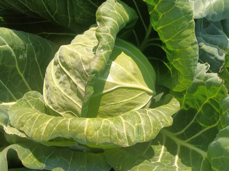 圆包菜甘蓝思特丹新鲜包菜湖北蔬菜基地直供鲜嫩包菜甘蓝旺旺