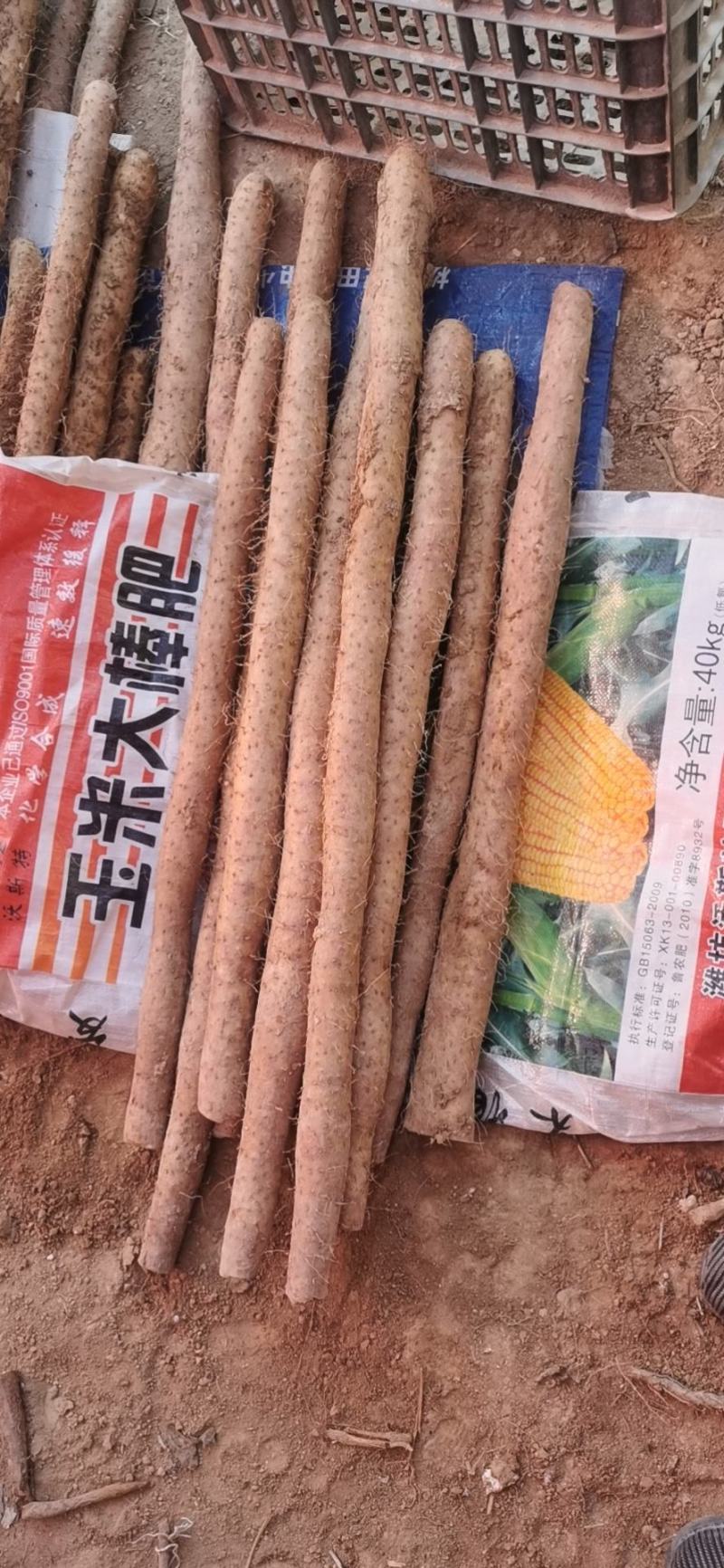 白玉山药