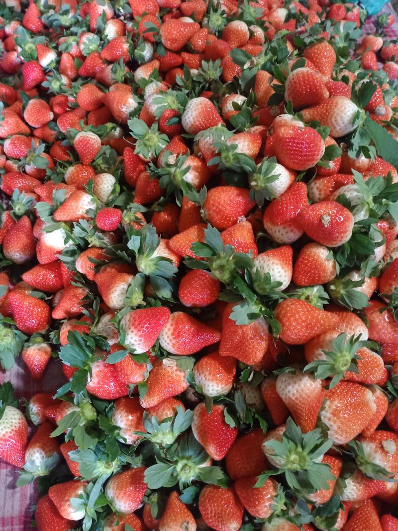 本地草莓大量上市