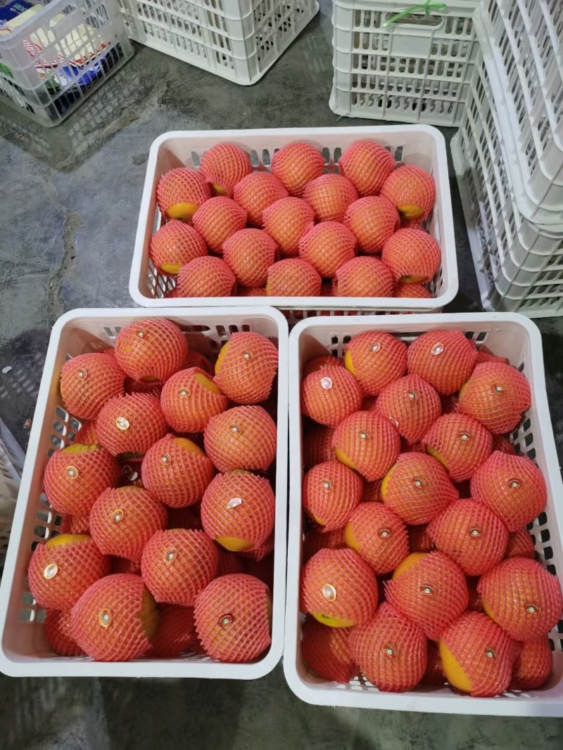 湖北宜昌九月红脐橙产地一手，新鲜货源视频看货，对接全国