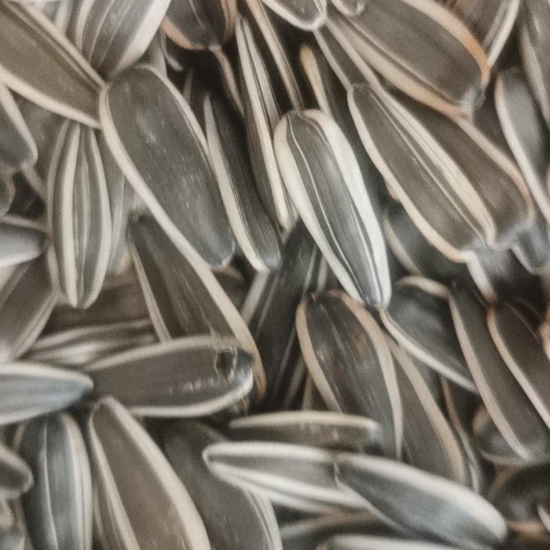 【精品】北京葵花子，招商，电商微商，量大优惠，欢迎选购
