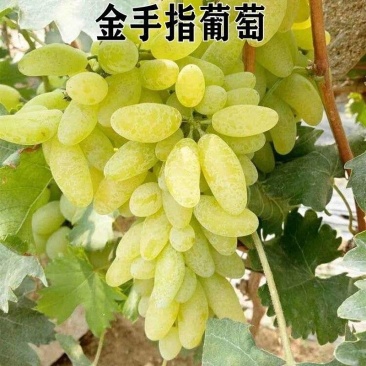 金手指葡萄树苗爬藤南方北方种植特大果早熟金手指葡萄苗