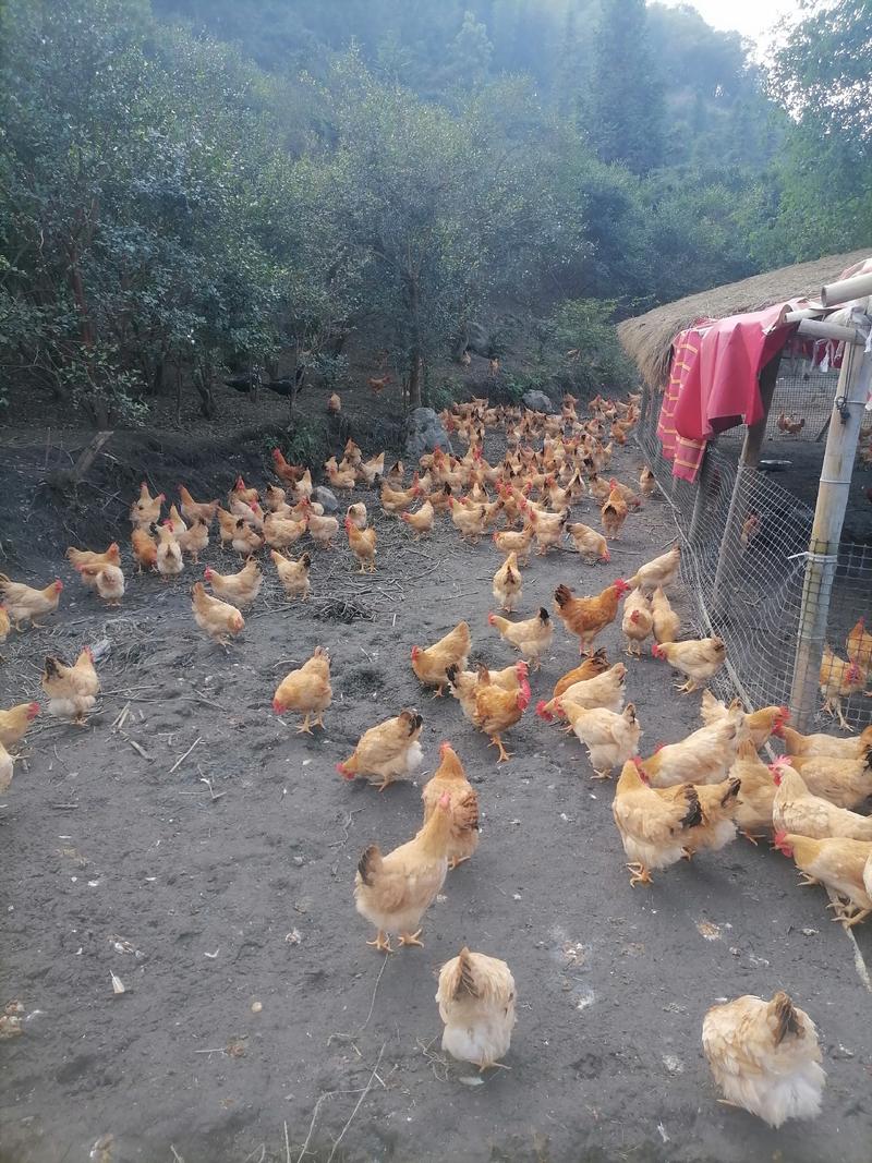 江西散养黄脚黄皮黄油土黄阉鸡，提供送货上门服务品质保证