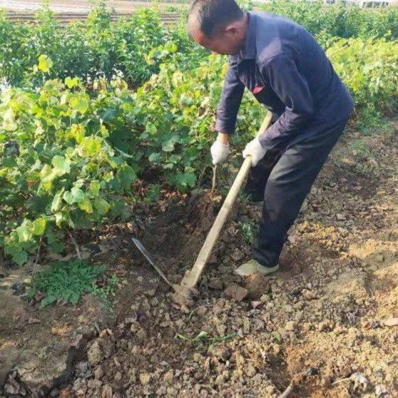金手指葡萄树苗爬藤南方北方种植特大果早熟金手指葡萄苗