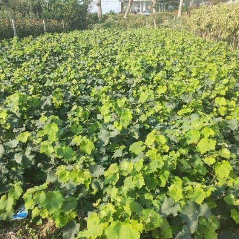 金手指葡萄树苗爬藤南方北方种植特大果早熟金手指葡萄苗