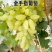金手指葡萄树苗爬藤南方北方种植特大果早熟金手指葡萄苗