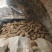西瓜红大量供应产地批发价格实惠可以视频看货